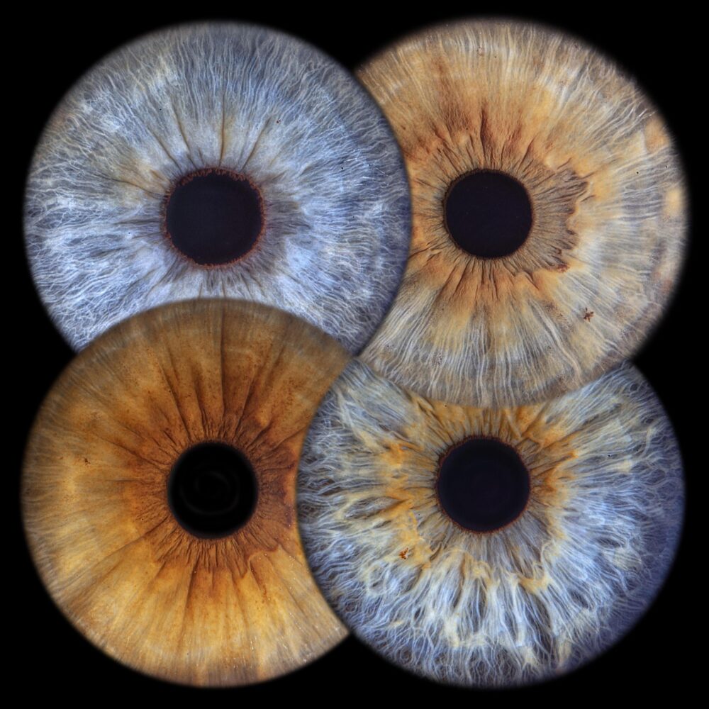 Iris chevauchés